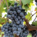 성원농산 이미지