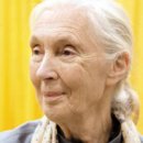 [세상을 바꾼 리더] [76] 제인 구달 : 늘 동물과 교감하던 그녀… 인간과 침팬지 경계 허물다 이미지