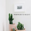 에든플라워 이미지