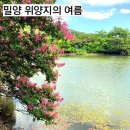 앞들동2로 이팝나무길 | 밀양 가볼만한곳 이팝 명소 위양지 아름다운 완재정과 위양못 여름 산책길