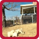 뭉치켄넬 이미지