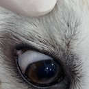 더프라임동물의료원 이미지