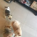 욜로오개 이미지