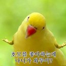 코우 이미지