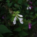 흰꽃 며느리 밥풀꽃(들꽃님 북한산촬영) 이미지
