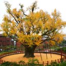 방학동 은행나무 이미지