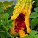 자연애오리 이미지