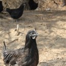 원스농장 이미지