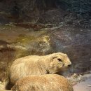 주식회사 테이블에이 고양이카페 | 홍대 실내 동물원 테이블에이 후기｜서울 실내 데이트코스 추천