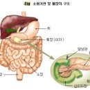 의학상식 - 췌장암에 원인,증상,치료1 이미지