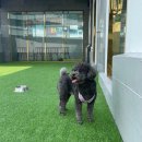 도그마루 강아지고양이 의정부노원점 이미지