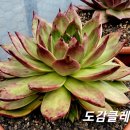 클레오