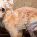 하스펫탈동물병원 이미지