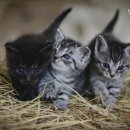 냥카페 묘연 이미지