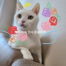 아르미펫 강아지고양이 김포본점 | 펫포레스트 김포점 | 사랑하는 너와의 이별을 겪고