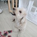 댕댕이연구소 | 강아지덴탈껌으로 강아지치석제거까지! / 가수분해간식 [ 댕댕이연구소 믹스츄 후기 ]