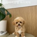 부산강아지분양 하이퍼피 이미지