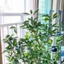 주포농장 이미지