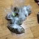 청개구리마미 이미지