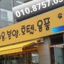 the 굿 dog 이미지