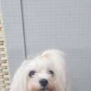 프로펫 애견 미용실 이미지