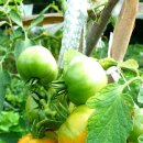 일구농장3 이미지