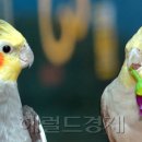 서울앵무새 연구소 이미지