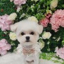 화려하개 이미지