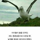 알바트로스 이미지