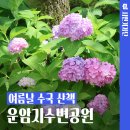 대구구암동고분군 팔거산성 탐방안내소 | 예쁜 수국들이 피어나기 시작한 대구 운암지수변공원