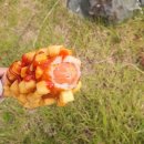 명랑핫도그일광신도시점 이미지