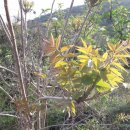 화수목 농원 이미지