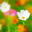 산좋고물좋고 이미지