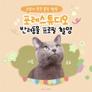 더 포레 동물병원 | 대구 반려동물 사진 포레스튜디오 추천 | 출장 촬영 고양이 프로필 후기