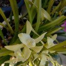 운천1리 이미지