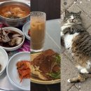 공화북4길 | 2박 3일 여수여행 3일차 코스 : 덕충식당, 쥬스살룬 여수, 고양이