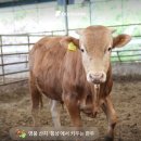 상원한우농장 네이버블로그