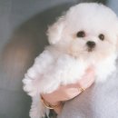 어벤져스켄넬 탑클래스펫 강아지분양 이미지