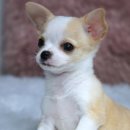 양지켄넬 이미지