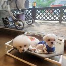 허그도그 이미지