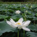 푼다리카 이미지