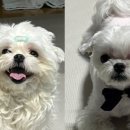 루이야학교가자 이미지