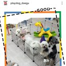 더예쁘개 이미지