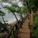 숲으로 가는 길 이미지