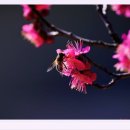 세종이안