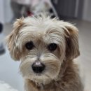 하트돌리 이미지