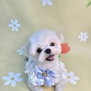 보드레 애견미용실 이미지