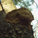 진다리로 이미지