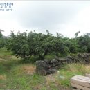 상효동-6 네이버블로그