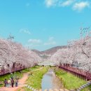 반쟁이공원 | 나의 인생 &#39;벚꽃길&#39; 문경 모전천길 1km